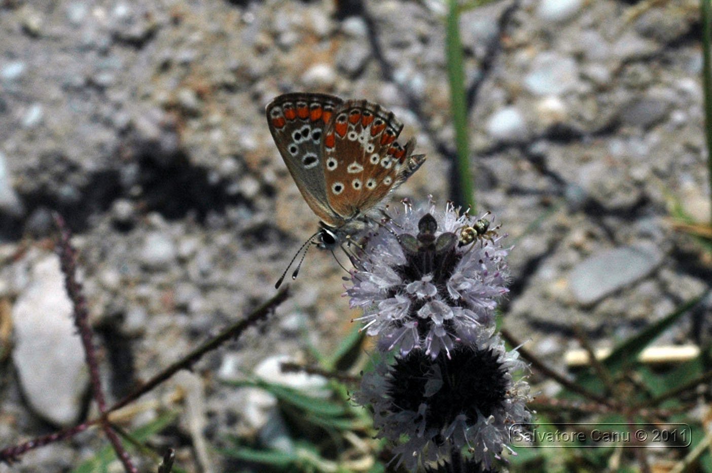 Heliophanus sp,